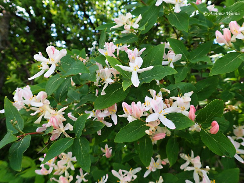 Жимолость Татарская rosea