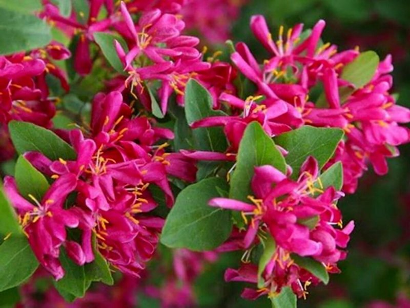 Lonicera tatarica