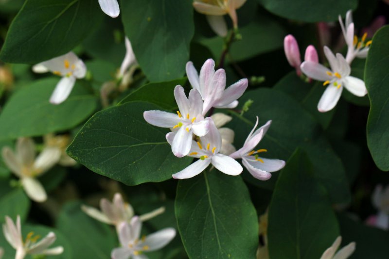 Lonicera tatarica жимолость Татарская