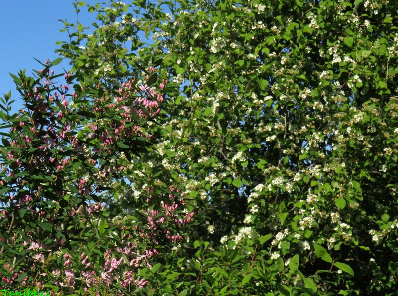 Lonicera tatarica 'rosea'