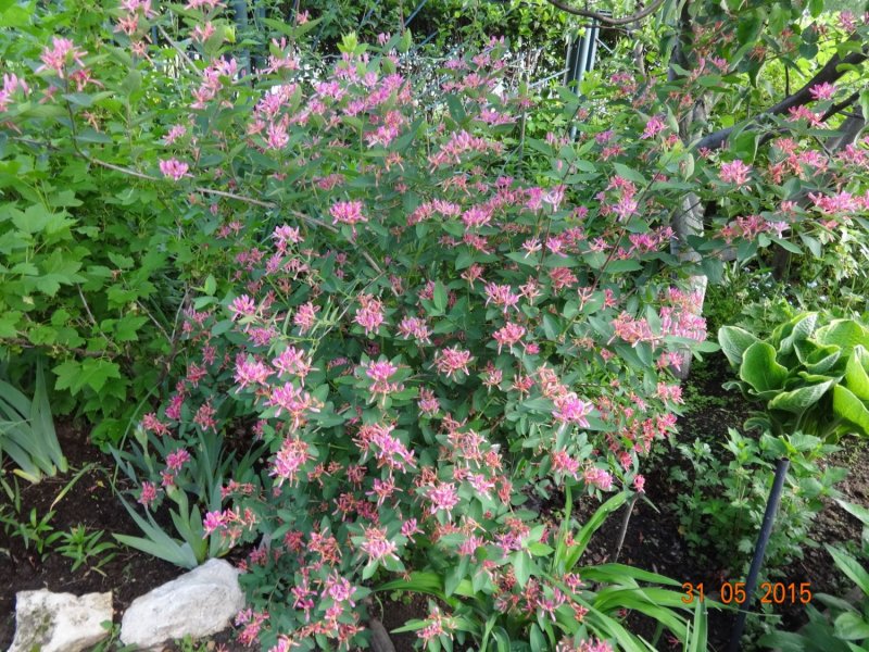 Lonicera praeflorens