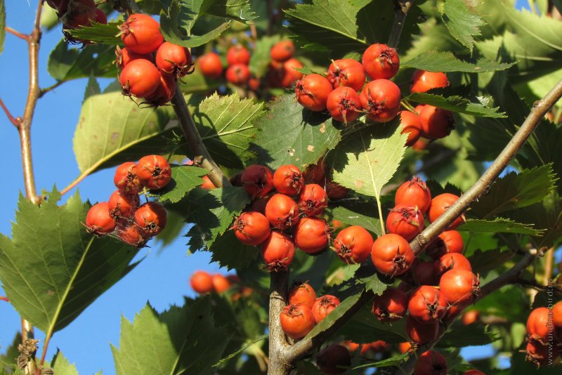 Боярышник Сибирский Crataegus sanguinea