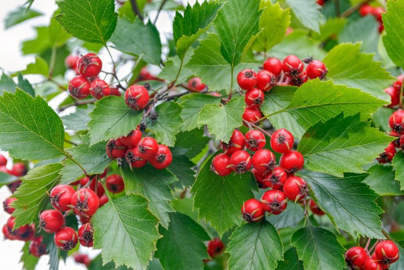 Боярышник кроваво-красный (Сибирский) – Crataegus sanguinea Pall