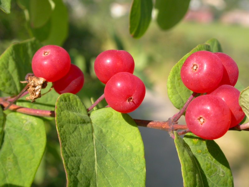 Жимолость "Waldgeiblatt" Lonicera