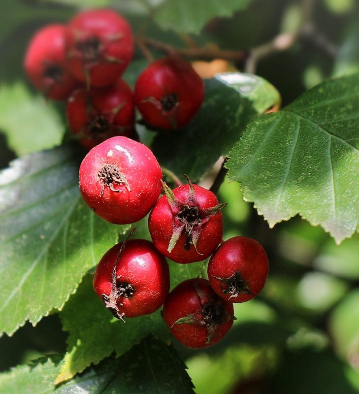 Боярышник пятипестичный (Crataegus pentagyna)