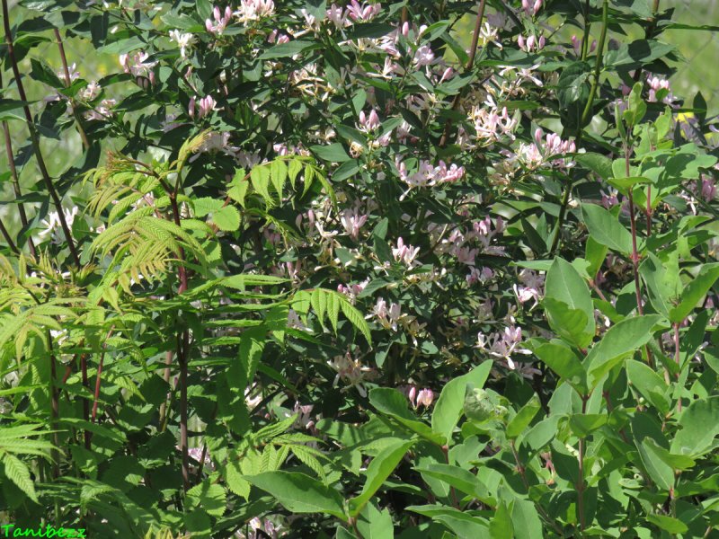Lonicera tatarica жимолость Татарская