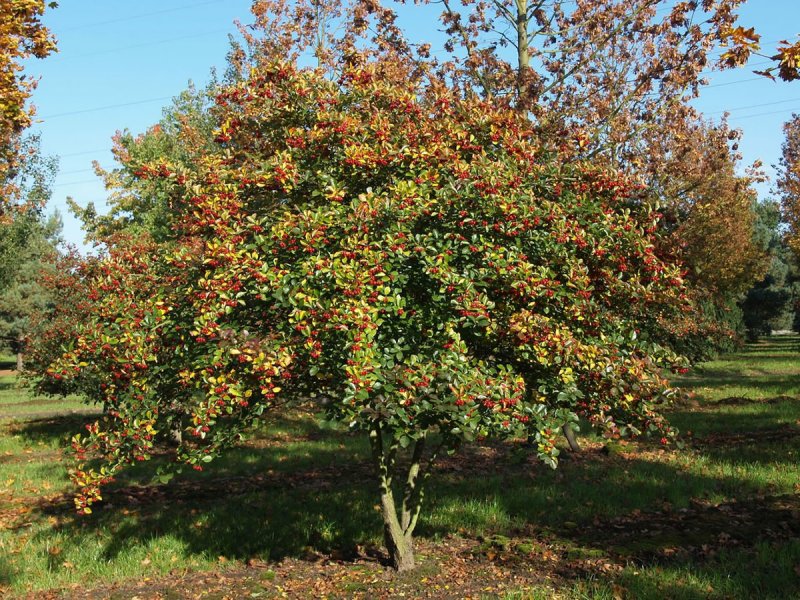 Боярышник сливолистный (Crataegus prunifolia)