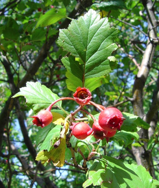 Боярышник шарлаховый/Crataegus
