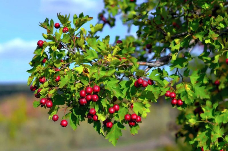 Боярышник кроваво-красный, Сибирский Crataegus sanguinea
