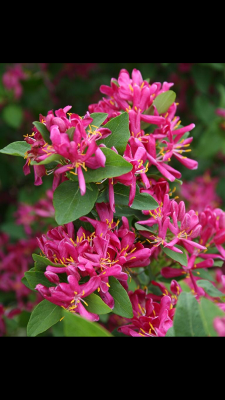 Жимолость Татарская grandiflora