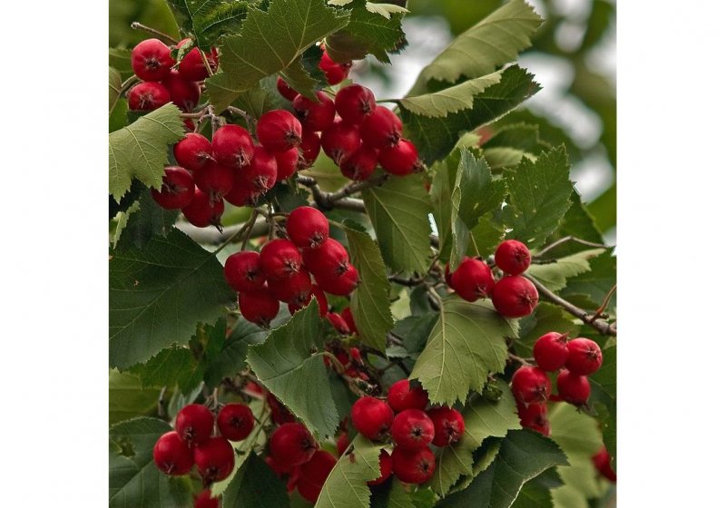 Боярышник Сибирский Crataegus sanguinea