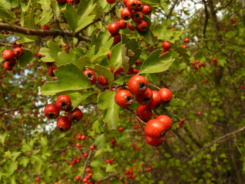 Боярышник шарлаховый/Crataegus