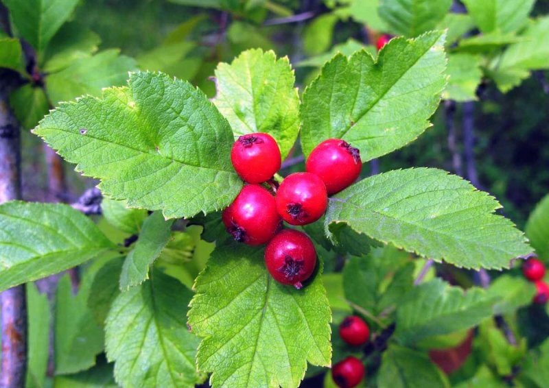 Боярышник Сибирский Crataegus sanguinea
