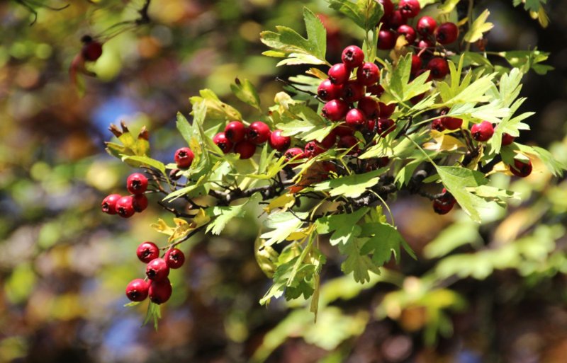 Crataegus monogyna,боярышник