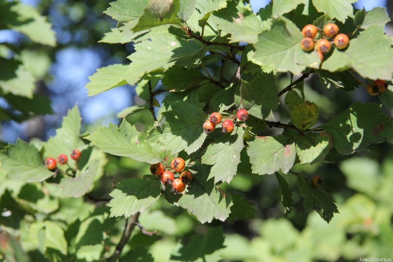 Боярышник кроваво-красный Crataegus sanguinea