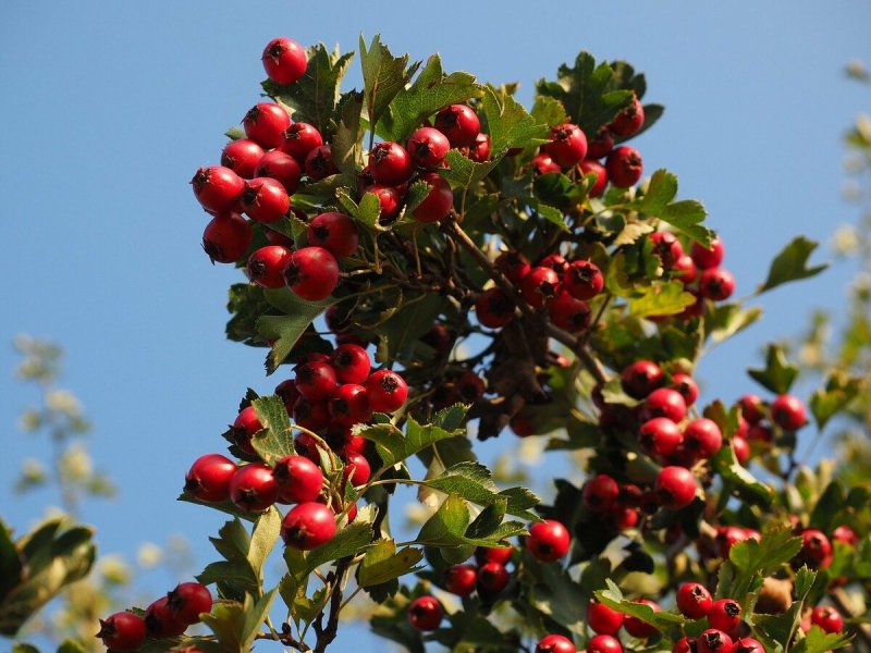 Боярышник Арнольда Crataegus arnoldiana