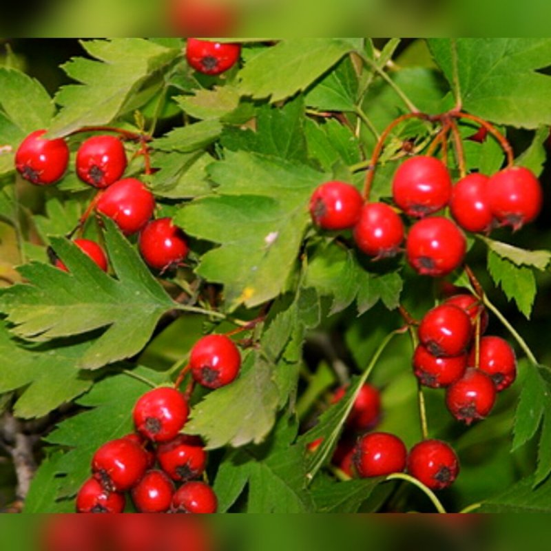 Боярышник кроваво-красный - Crataegus sanguinea Pall.: