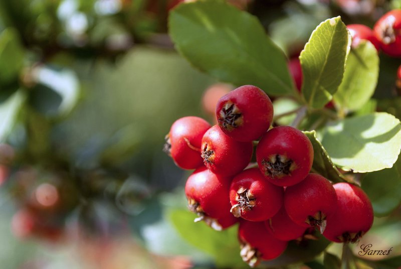 Боярышник (Crataegus)