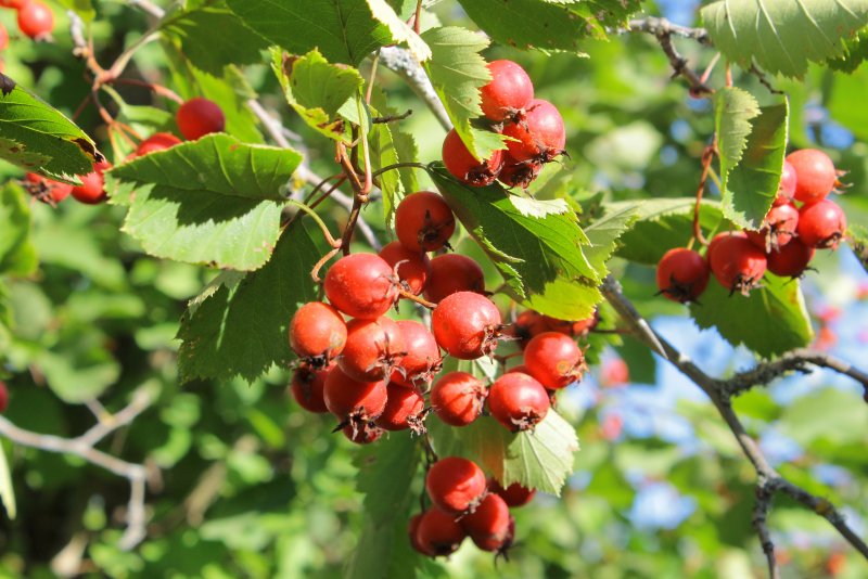 Боярышник кроваво-красный - Crataegus sanguinea Pall.: