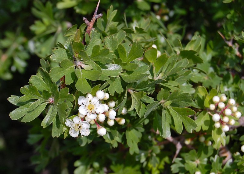 Crataegus azarolus