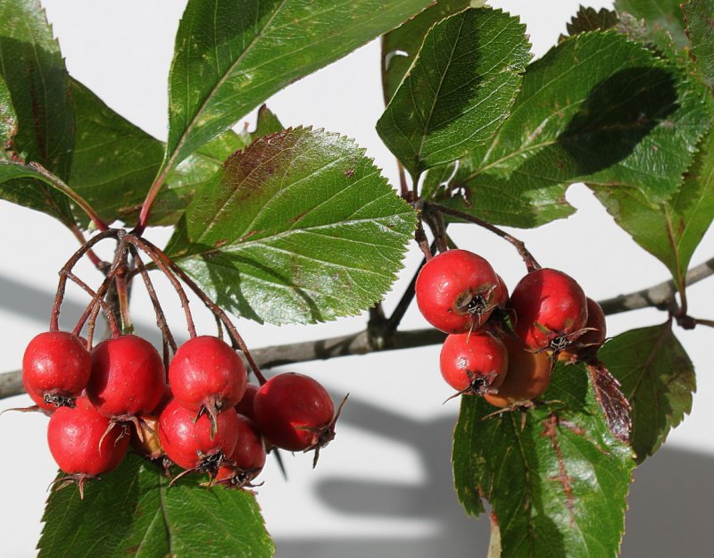 Боярышник шарлаховый Crataegus coccinea