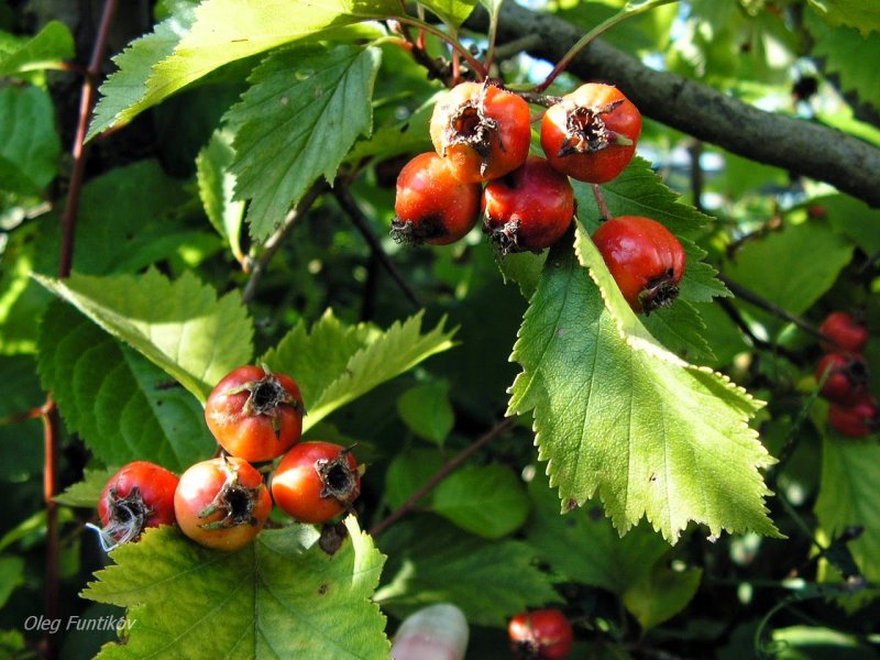 Crataegus monogyna 'flexuosa'
