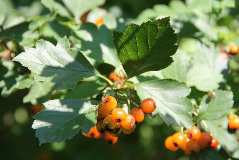 Боярышник Даурский Crataegus dahurica