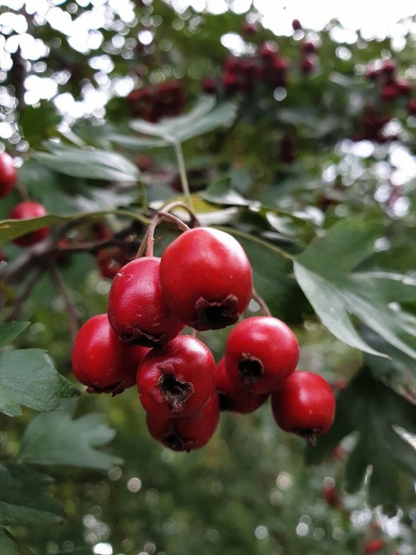 Боярышник однопестичный (Crataegus monogyna)