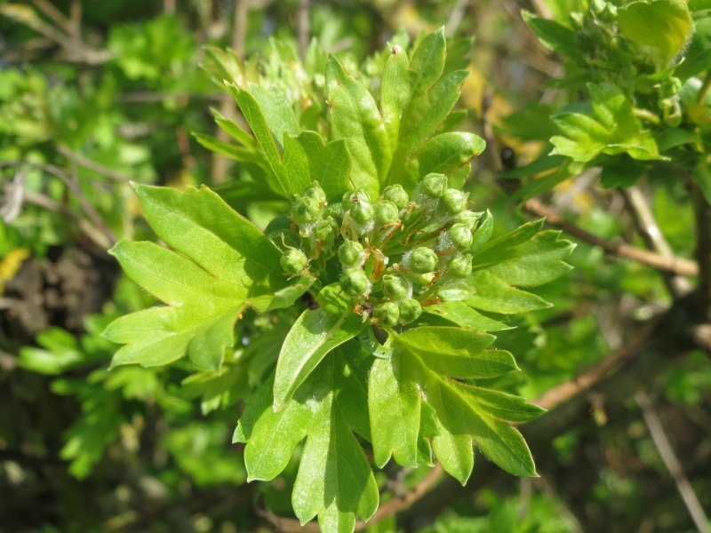 Crataegus turkestanica
