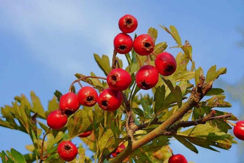 Боярышник перистонадрезанный - Crataegus pinnatifida