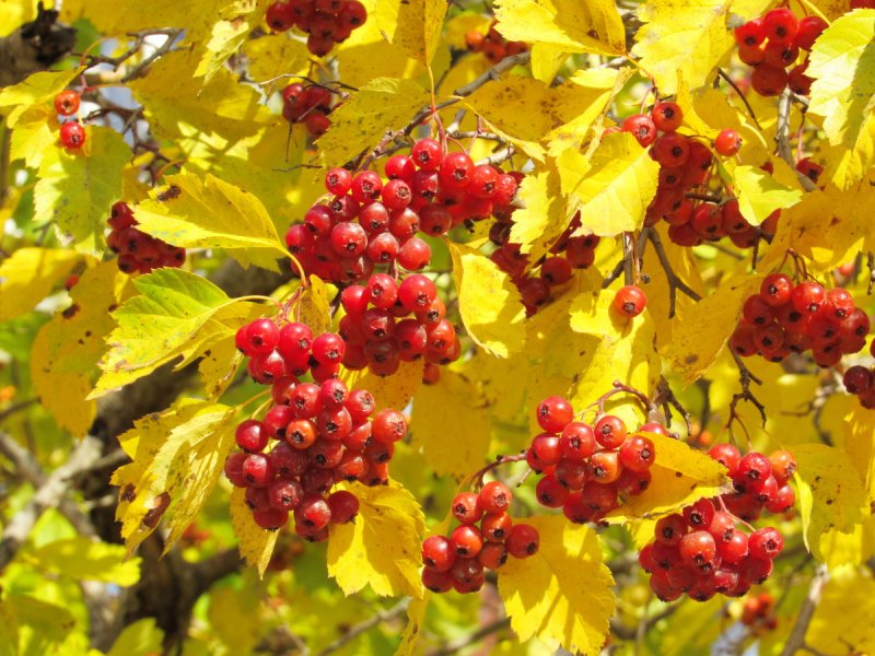 Crataegus pinnatifida