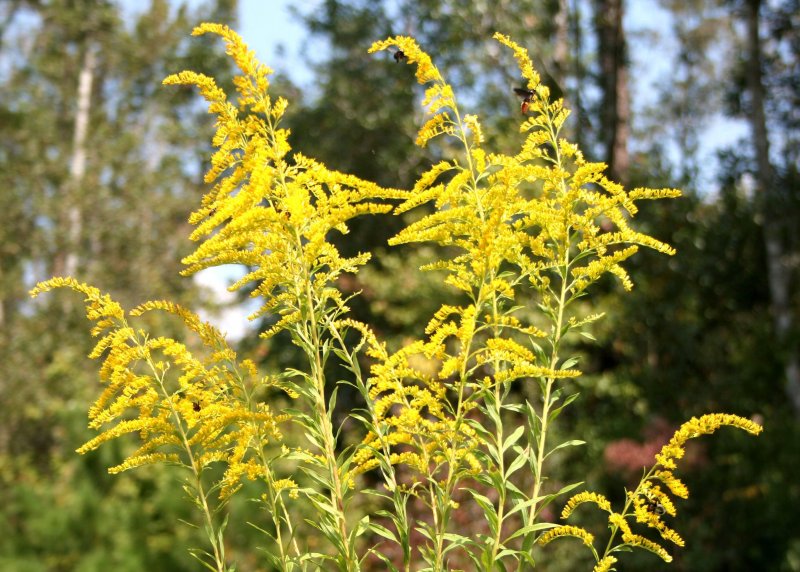 Золотарник канадский (Solidago canadensis)