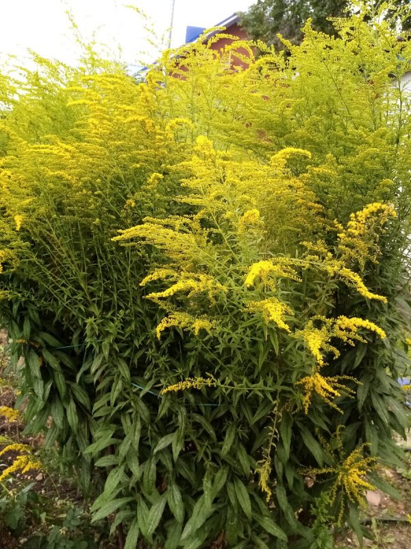 Солидаго канадский (Solidago canadensis `Cloth of Gold`)
