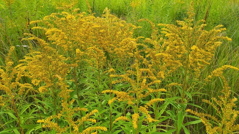 Золотарник канадский (Solidago canadensis)