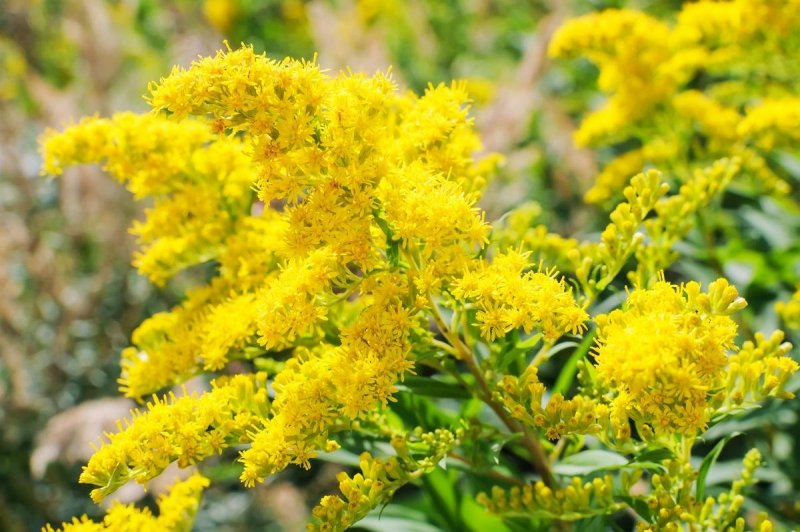 Золотарник канадский (Solidago canadensis)