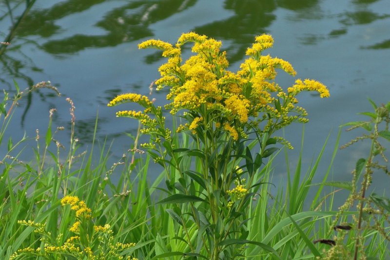 Золотарник канадский (Solidago canadensis l.)