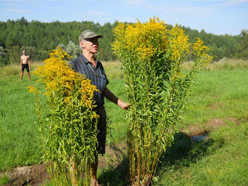 Золотарник Лапландский