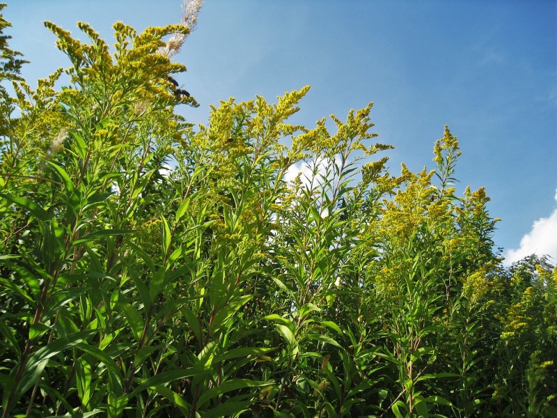 Золотарник канадский (Solidago canadensis l.)