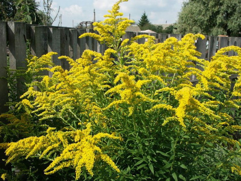 Золотарник канадский (Solidago canadensis)