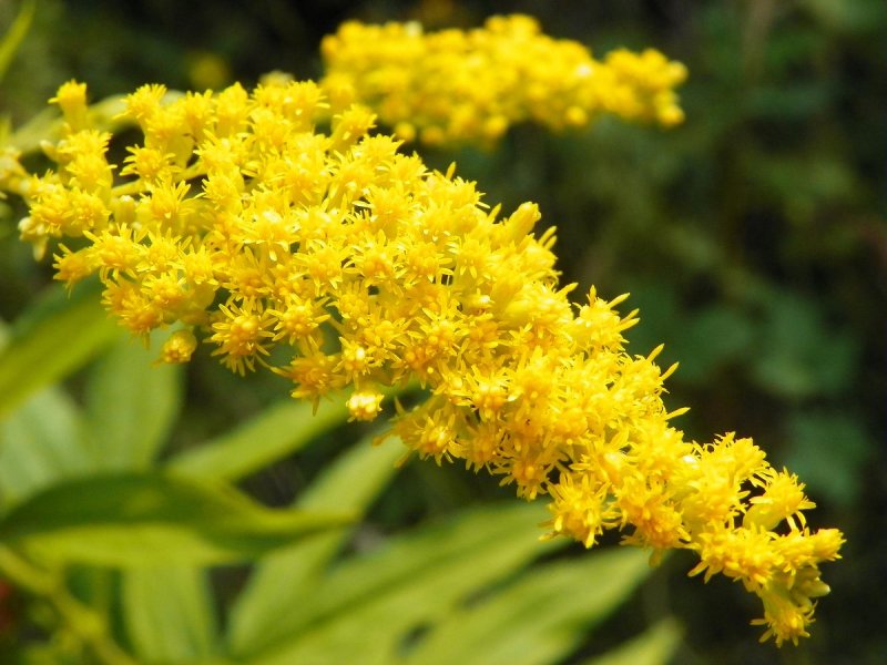 Солидаго, золотарник (Solidago)