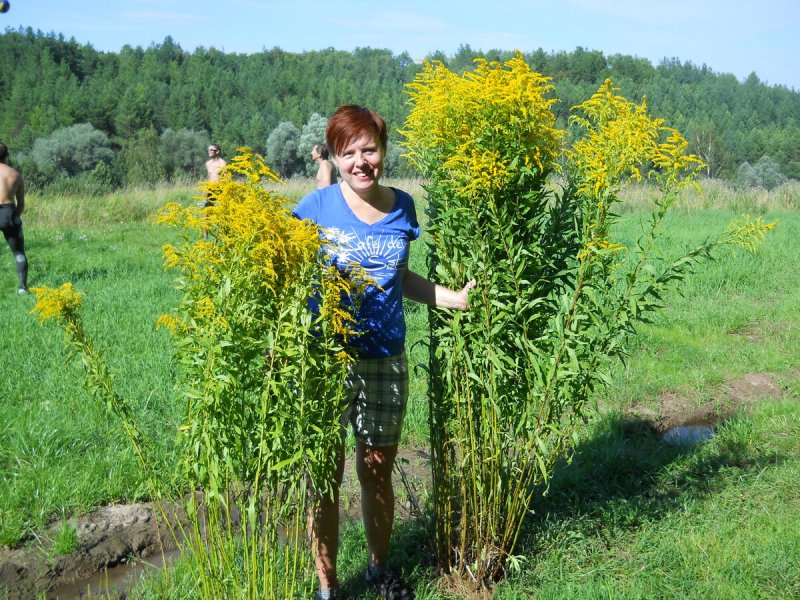 Амброзия растение золотарник