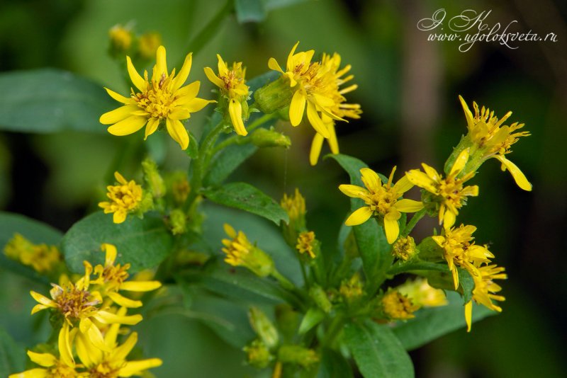 Золотарник (Citronella)