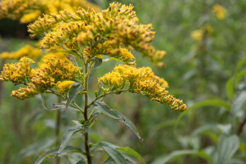 Золотарник (Citronella)
