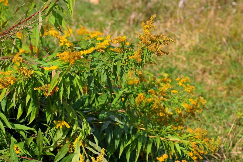 Солидаго канадский (Solidago canadensis `GOLDKING`)