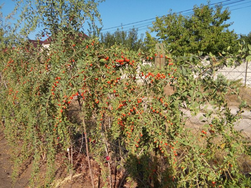 Колючий кустарник Дереза