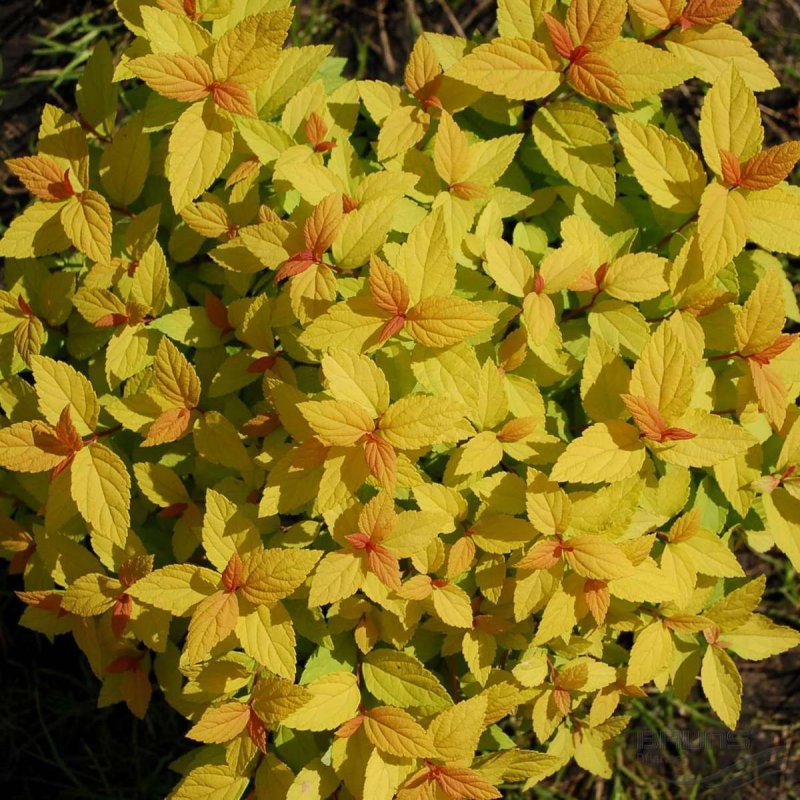 Spiraea japonica Golden Princess