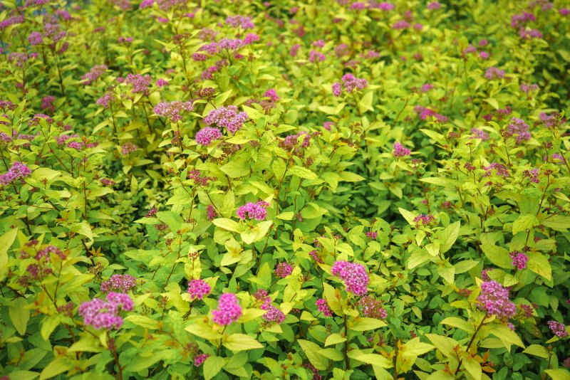 Спирея японская (Spiraea japonica `Firelight`)
