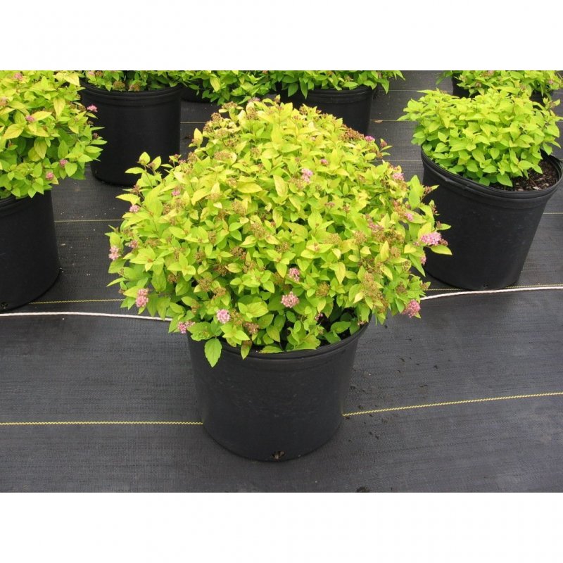 Спирея японская (Spiraea japonica `Golden Princess`)