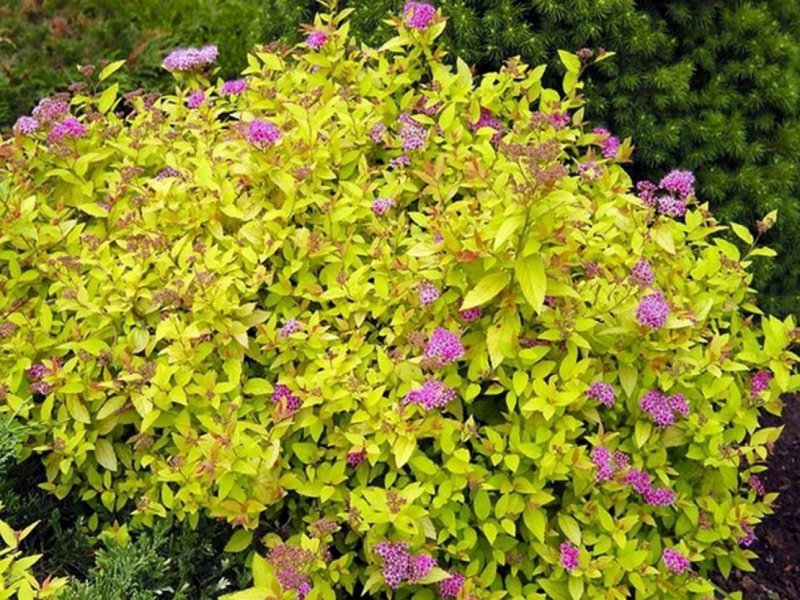 Спирея японская (Spiraea japonica)