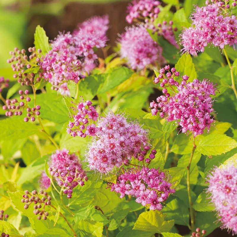 Спирея японская (Spiraea japonica `Golden Princess`)